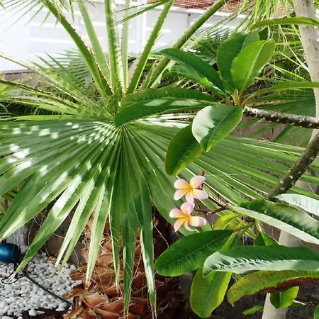 5-bedroom In Playa Del Duque *